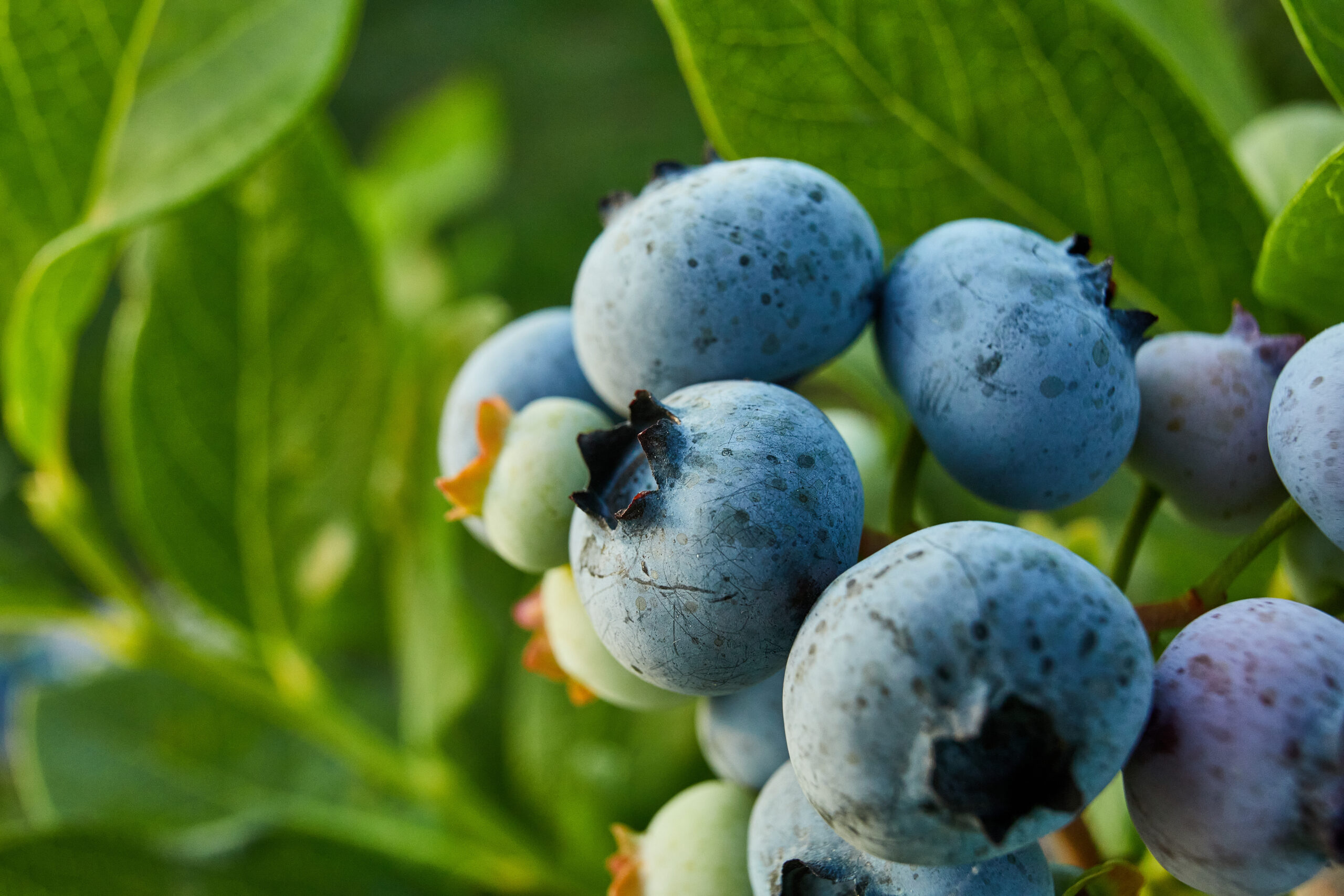 Programa Berries