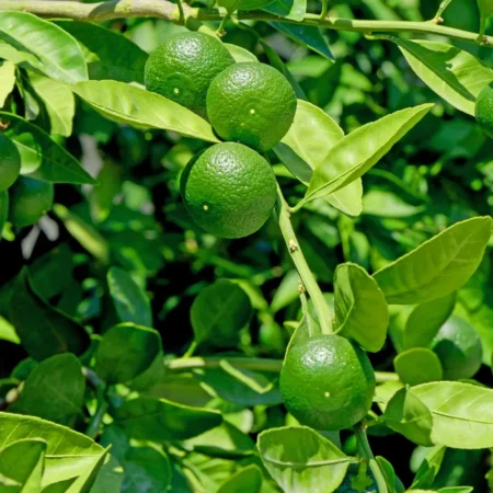 Programa Limones