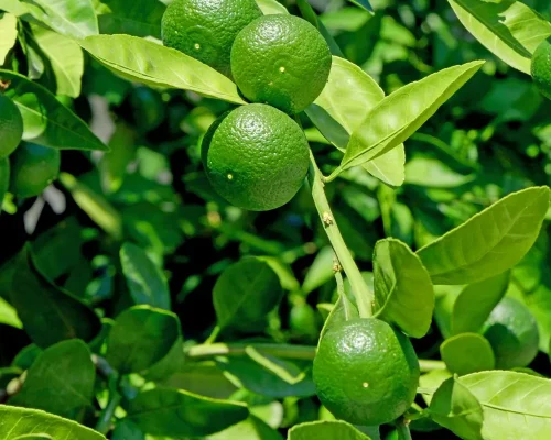LIMON