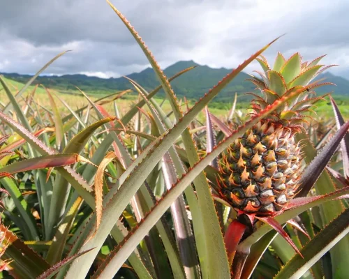 PIÑA 1000x1000.1